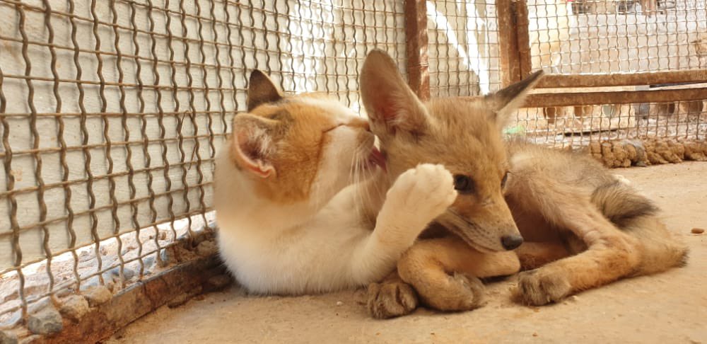 SyrianSanctuary's tweet photo. Friendship and love have no race or borders in Ernesto’s sanctuary.
Syrian animals can teach us many many things.
What do you think about? https://t.co/PJ8PTcR2WJ