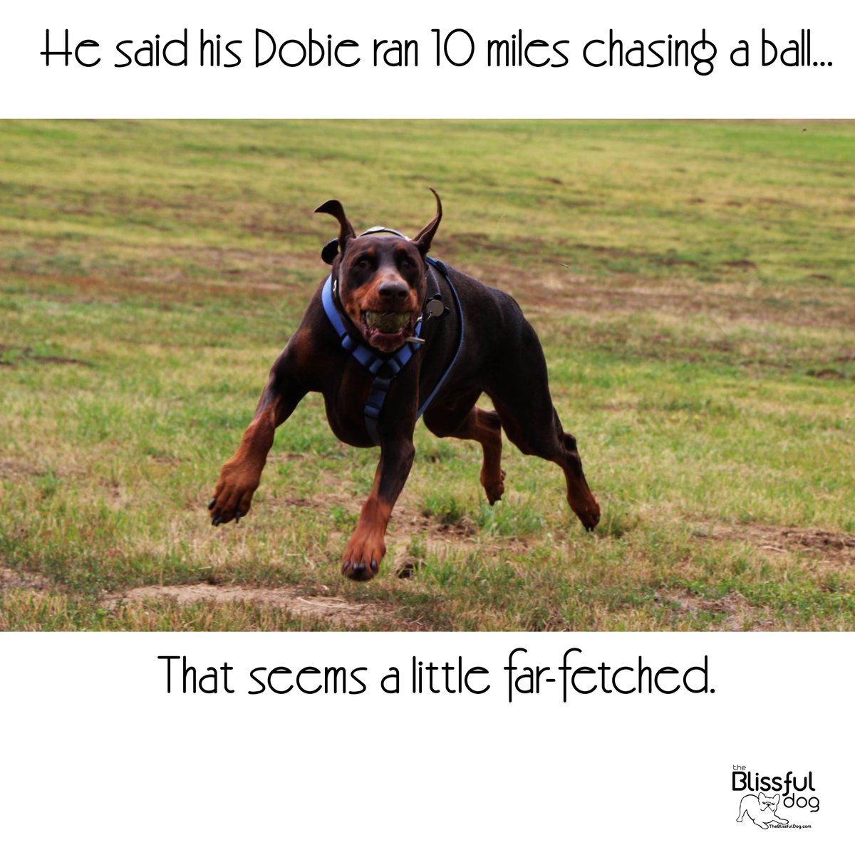 Will any of you ever speak to me again after this heinous pun? I understand if not.