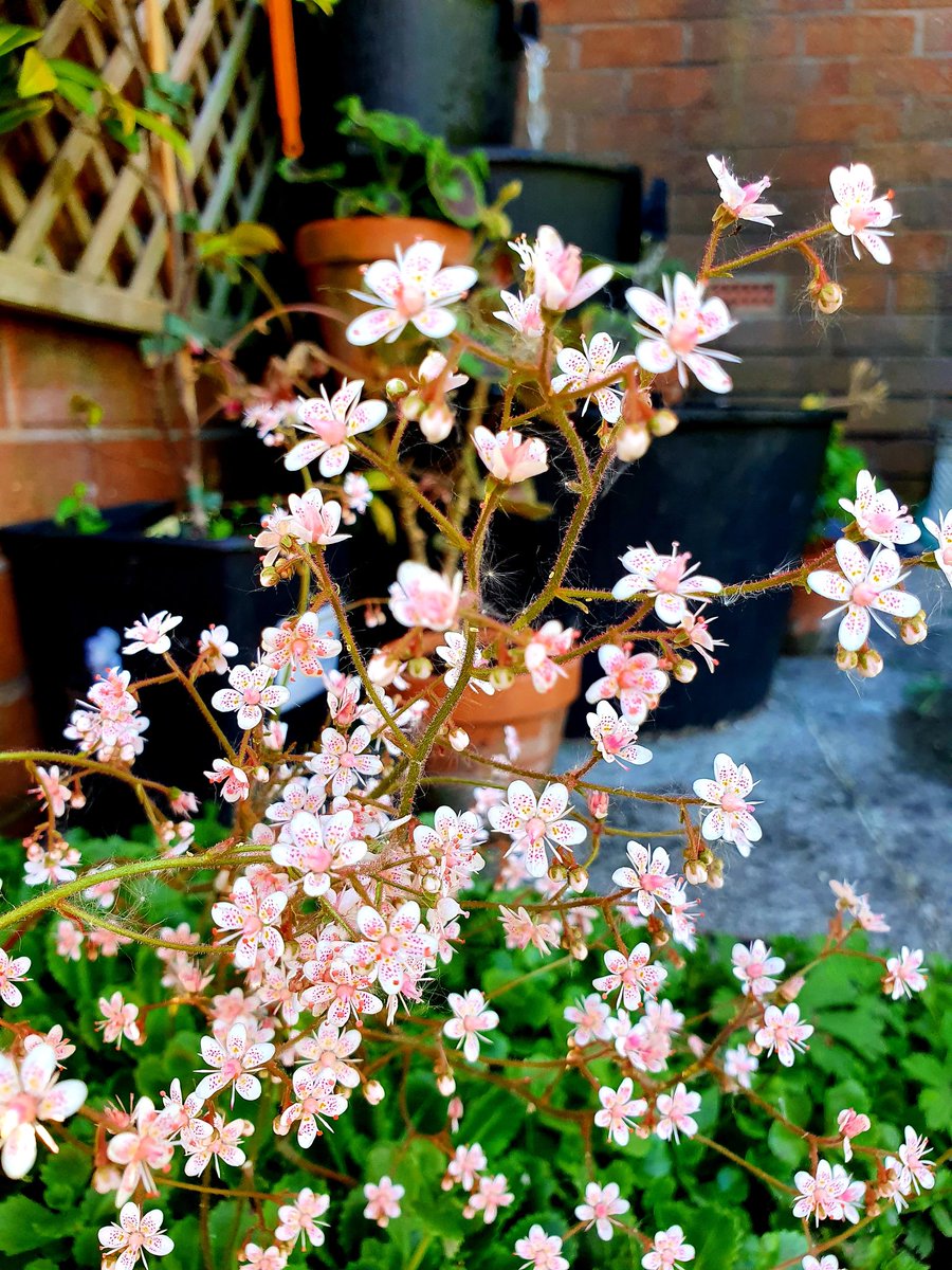 GreenTreeArt6's tweet photo. #twitternaturecommunity
#natureuk
#wildlife_uk
#naturephotogrphy
#thephotohour
#loveukweather
#landscapephotography
#landscape
#nature
#stormhour #mygarden #flowers #aquilegia #vegflowers #whitebluebells https://t.co/HG5uIVzW3y
