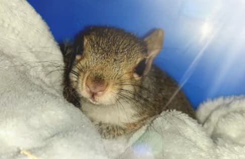 <a href="/carriesymonds/">louise bevan</a> URGENT - SQUIRRELS IN THE UK NEED YOUR HELP - NURSING MOTHERS KILLED, BABIES LEFT TO STARVE - please consider sharing bit.ly/petitionforsqu… to stop this barbarity. Only 1 week left &amp; we still need 80 000 more signatures. Thank you!