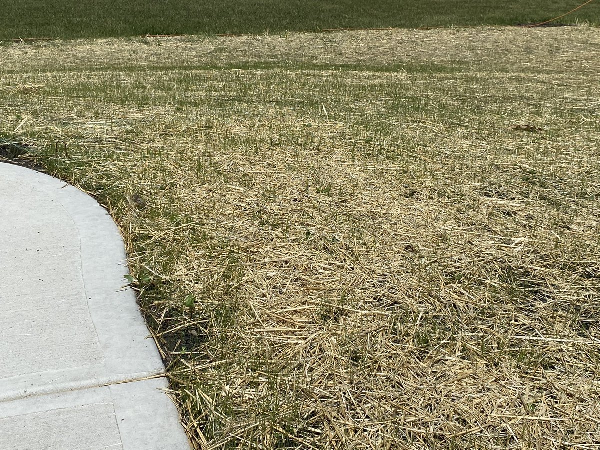 TurfSpartanLord's tweet photo. Grass is growing across the yard at day 8 since seeding. Time to feed 0.75#N/1000sqft. @FoliarPak #Armament Technology, 50% #UltraN, and 40% BioSolids #LawnFromScratch #FeedMe https://t.co/z35cRYJ7wF
