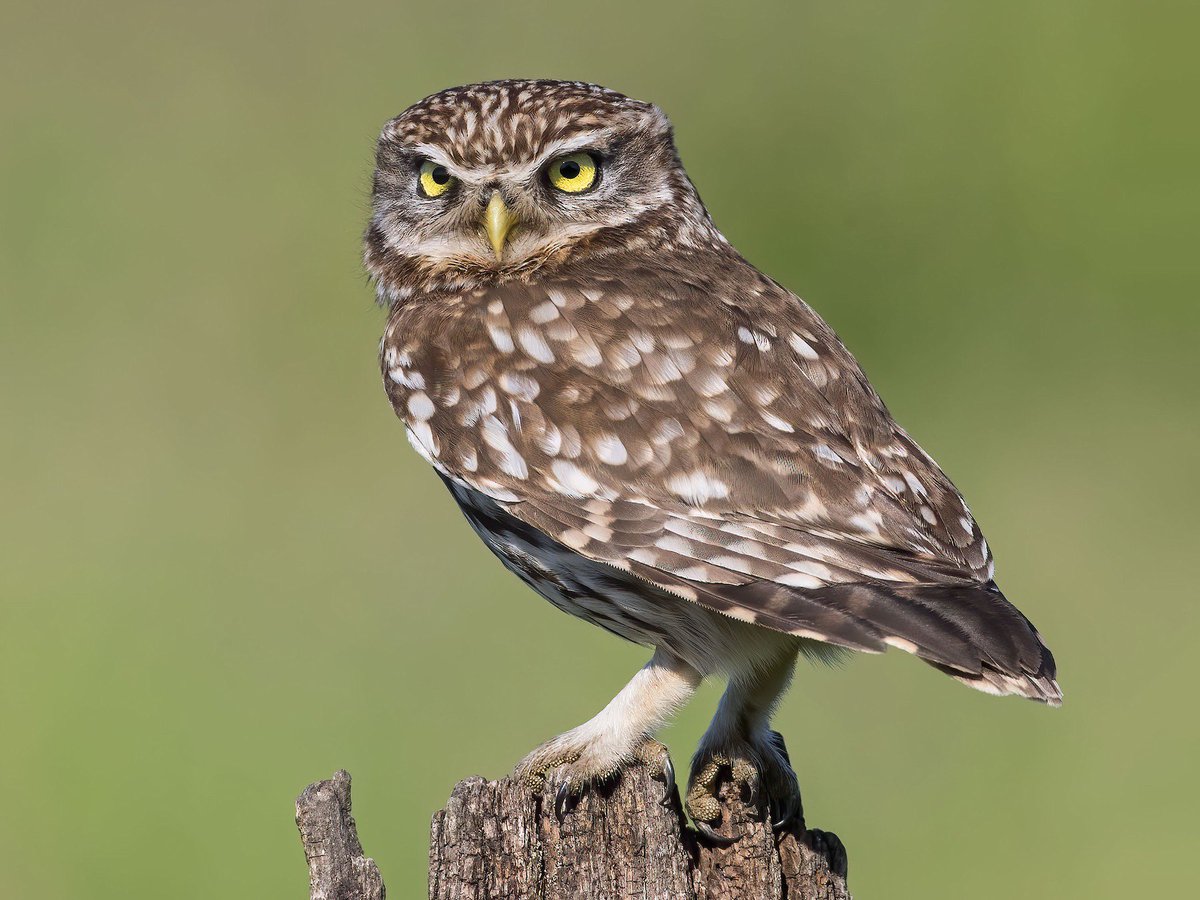 rose2_short's tweet image. My Dad, who lives in Easthampstead, Bracknell, has lost his Little Owl. It looks like the one below and has a silver ring on its ankle. It was spotted this morning in Babbage Way but still hasn’t been caught. If anybody spots it please immediately phone 07930665978. Thanks