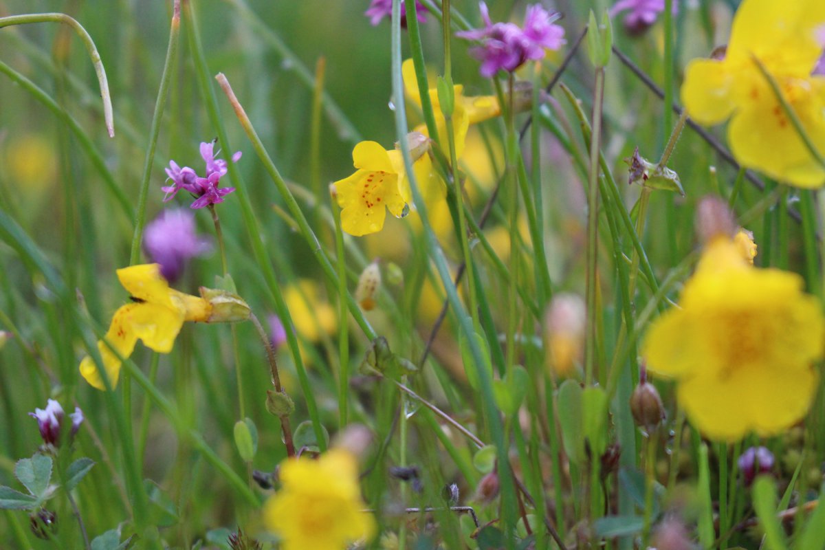 Wanted to share for #wildflowerhour our video on how the connection between Queer Indigenous identity 🏳️‍🌈🏳️‍⚧️ and land restoration is saving endangered &amp; culturally important #wildflowers in western Canada! Check it out &amp; let us know what you think!

youtube.com/watch?v=iYUo2e…