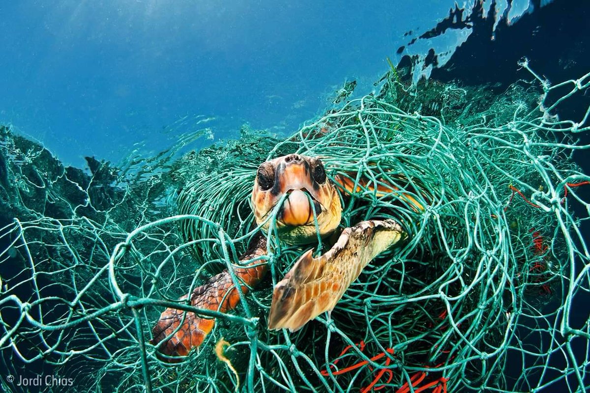 TheStripesGirl's tweet photo. #Plastics #Conserve #EndPlasticUse #Oceans #Wildlife #WildlifeConservation #Earth #OpEarth #TheWorldIsWatching #Anonymous https://t.co/Ff4zqEFQTj