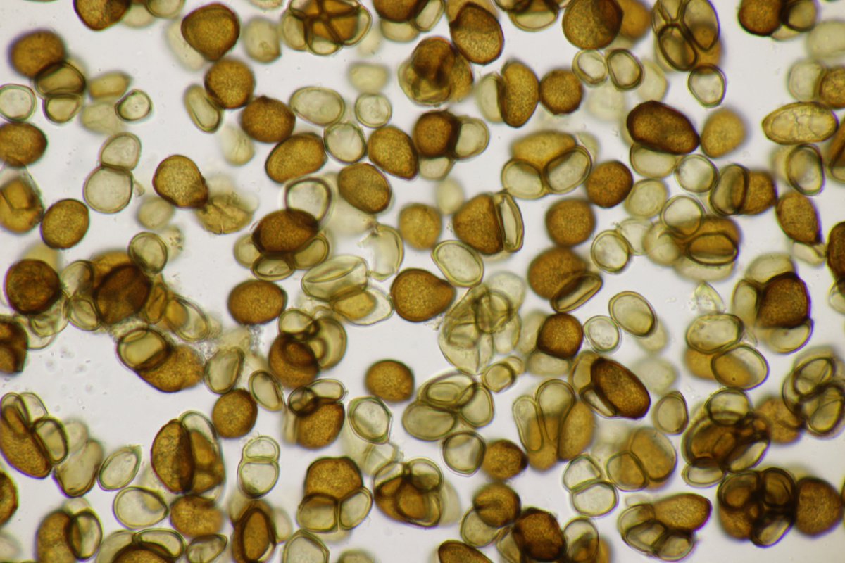 RPilze's tweet photo. Urocystis ranunculi ex Ranunculus repens
#Urocystisranunculi #Urocystis #Brandpilz #Brand #smut #smutfungus #Ranunculusrepens #Ranunculus #KriechenderHahnenfuß #creepingbuttercup #Renonculerampante #mushroom #mushrooms #fungus #fungi #pilz #pilze #champignons #champignon #nature https://t.co/xF07lgwMDr