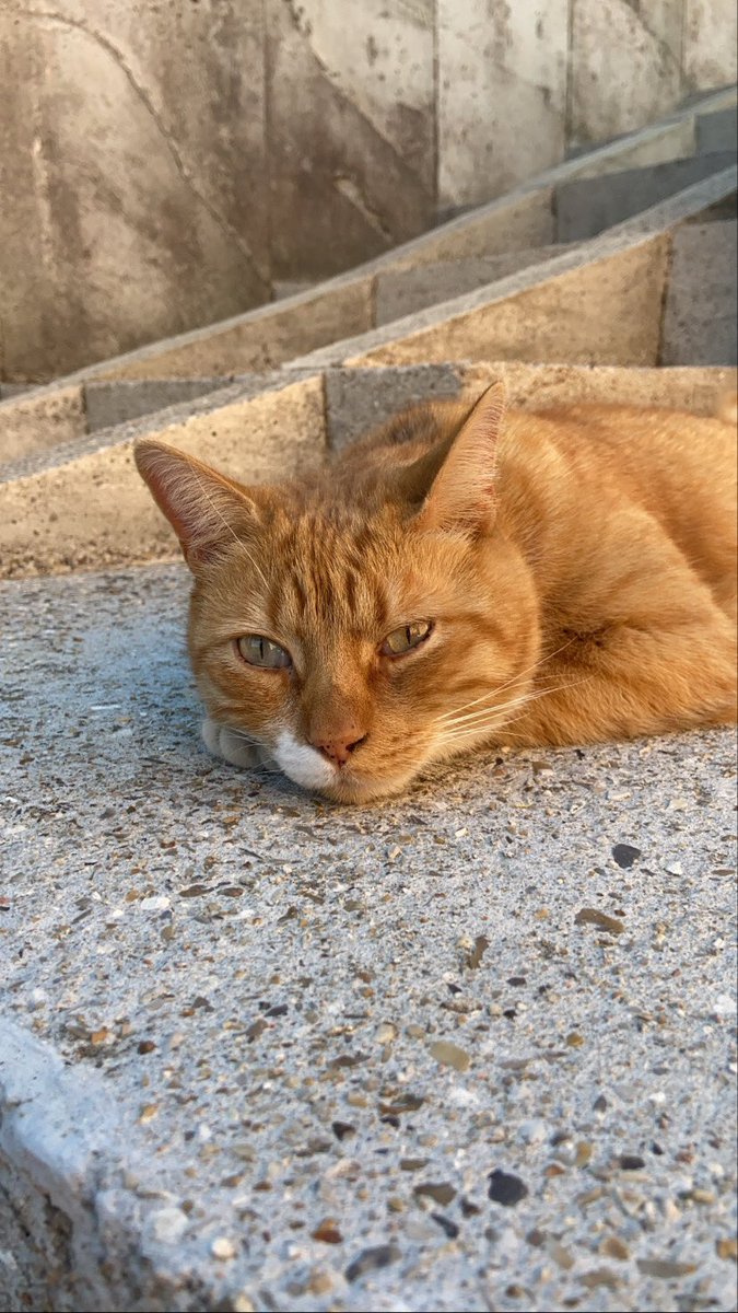 lisamafille's tweet photo. 😔 RT SVP 😔 
Poustache s’est enfui à Saint-Aubin-Epinay (76) à coté de Rouen et Darnetal, il est blessé avec un bandage à la patte arrière gauche et une collerette comme sur la 1ère photo, il doit être sous traitement et s’il n’est pas retrouvé rapidement je crains pour sa vie https://t.co/jcqJ5uqs6m
