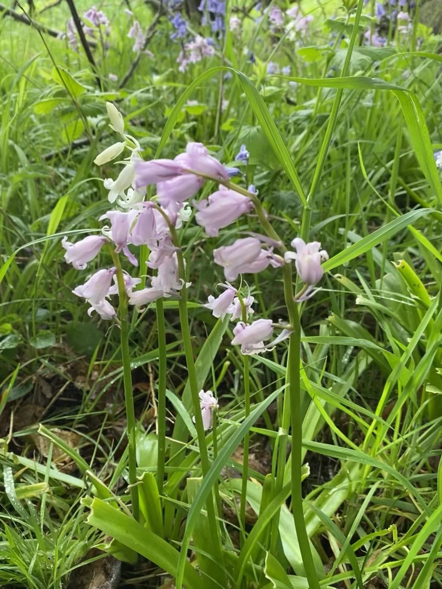 ccbigcam's tweet photo. Came across some more Pink Bluebells 
#wildflowerhour #PinkBluebells @botanicalmartin https://t.co/CGcvWo1YfX
