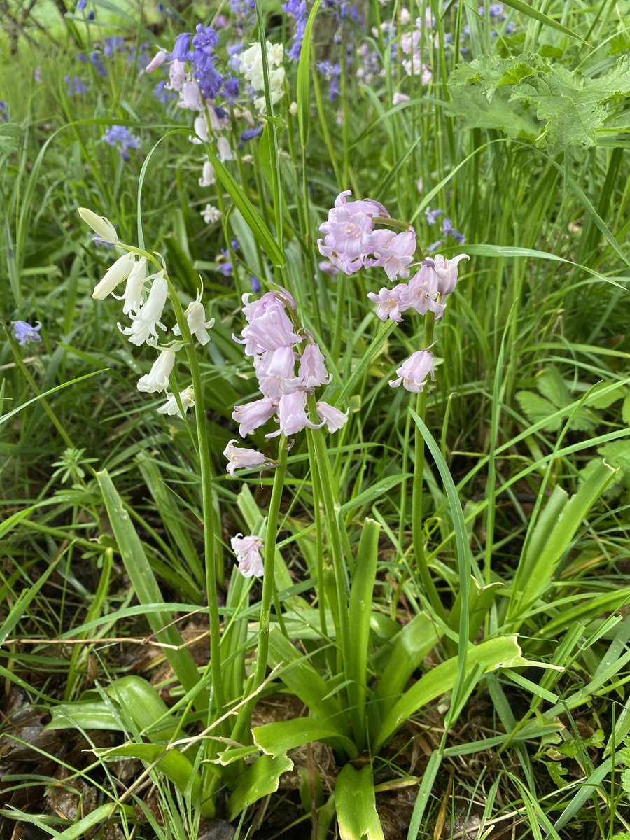 ccbigcam's tweet photo. Came across some more Pink Bluebells 
#wildflowerhour #PinkBluebells @botanicalmartin https://t.co/CGcvWo1YfX