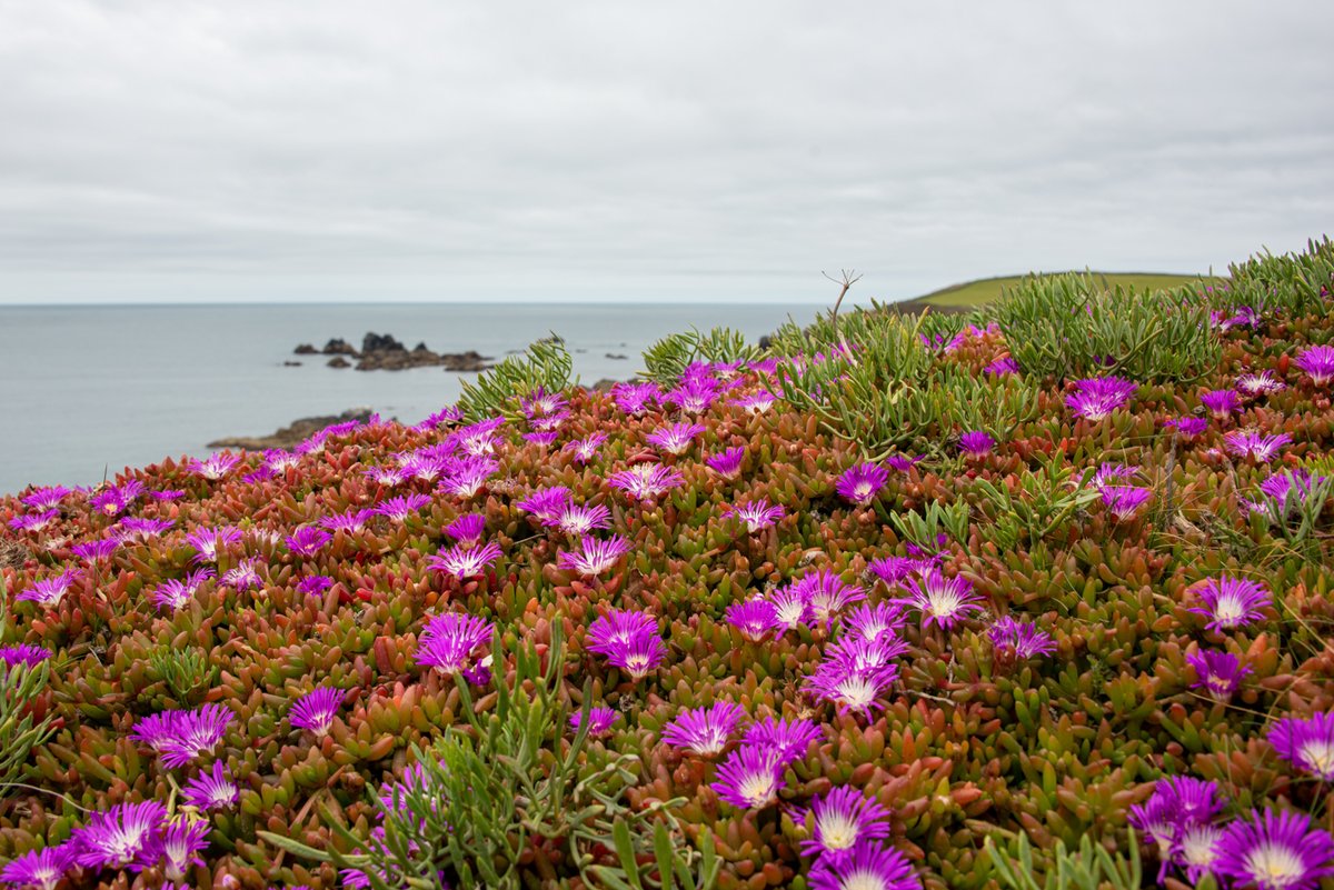 Hottentot fig on Lizard Point. An unexpected clash of shocking pink and yellow cascading down the cliff face #invasivespeciesweek #invasiveplants #wildflowerhour @BSBIbotany