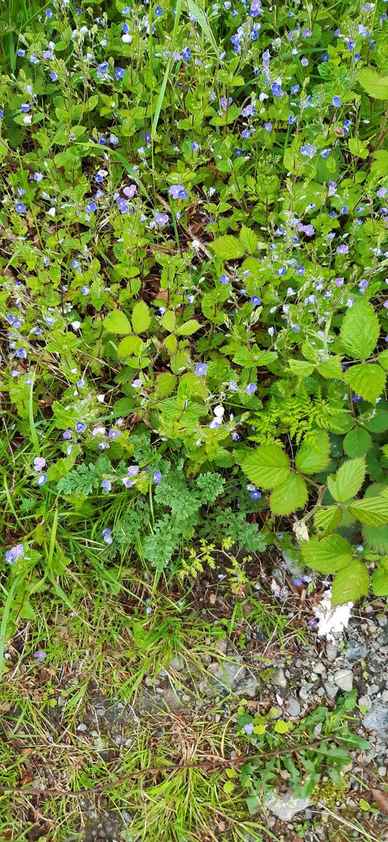 MaryBen1794's tweet photo. Does anyone know what this plant/flower is?

Thank you.

#wildflowerhour https://t.co/MFc9vCzdEI