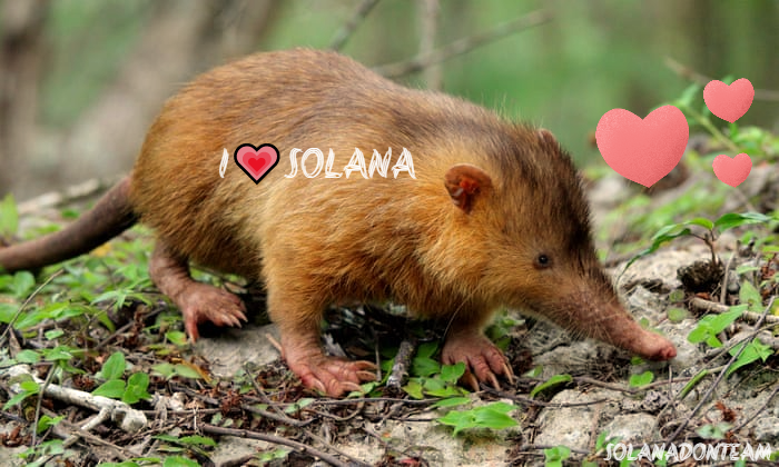 SolanadonCoin tweet media