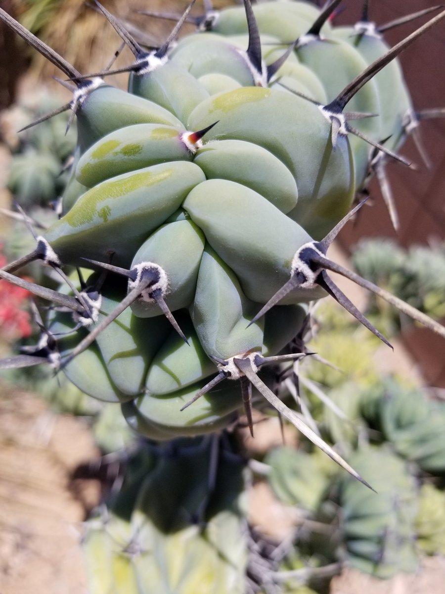 "Life will always have thorns, but if we look, there is always more beauty" #Arizona #photograghy #Lookforthebeauty