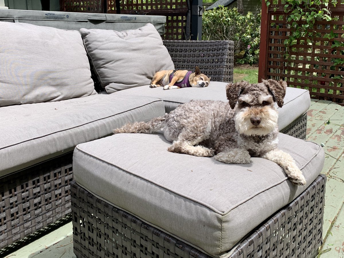 tessvanstraaten's tweet photo. ๐The sun is back and Bellaโs immediately back out in her preferred weekend position passed out on the lounger. Who am I kidding? This is her sunny day stance March-October. ๐ญ #LazySunday #sunlover #dogs #dogsoftwitter #deckdog https://t.co/ygtHpMNVf5