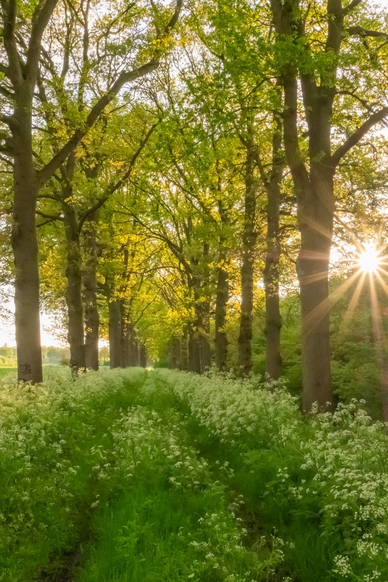 Een zee van fluitenkruid: "Hollands Kant", dit beeld en de wijdsheid en rust van onze provincie, zouden onze kleinkinderen hier nog van mogen/kunnen genieten ?