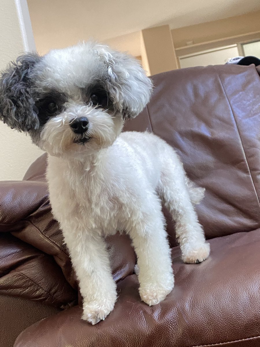 lynniequin's tweet photo. bella just got a hair cut! https://t.co/vKVIzUybrK