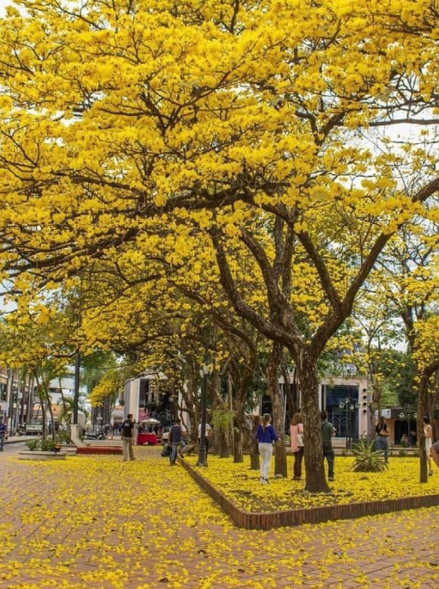 LuisCarlosPT's tweet photo. "al árbol debemos solicito amor, jamás olvidemos que es obra de #Dios"
#30mayo #RT #Barinas #lcpt https://t.co/D9K3JxGDHk