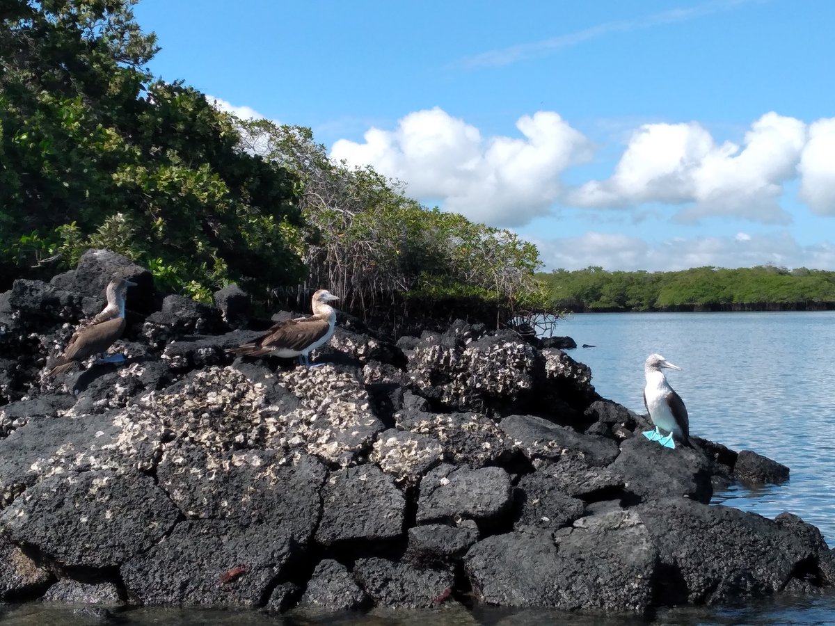 #ecuador #travel #travelecuador #galapagos #galapagosislands #sustainabletravel #ecotravel #cruisesgalapagos #experience #wellness #regenerativetravel #nature #biodiversity #sustainability #tourism #lifestyle #visitecuador Bluefooted boobies in Sullivan Bay - Galapagos.