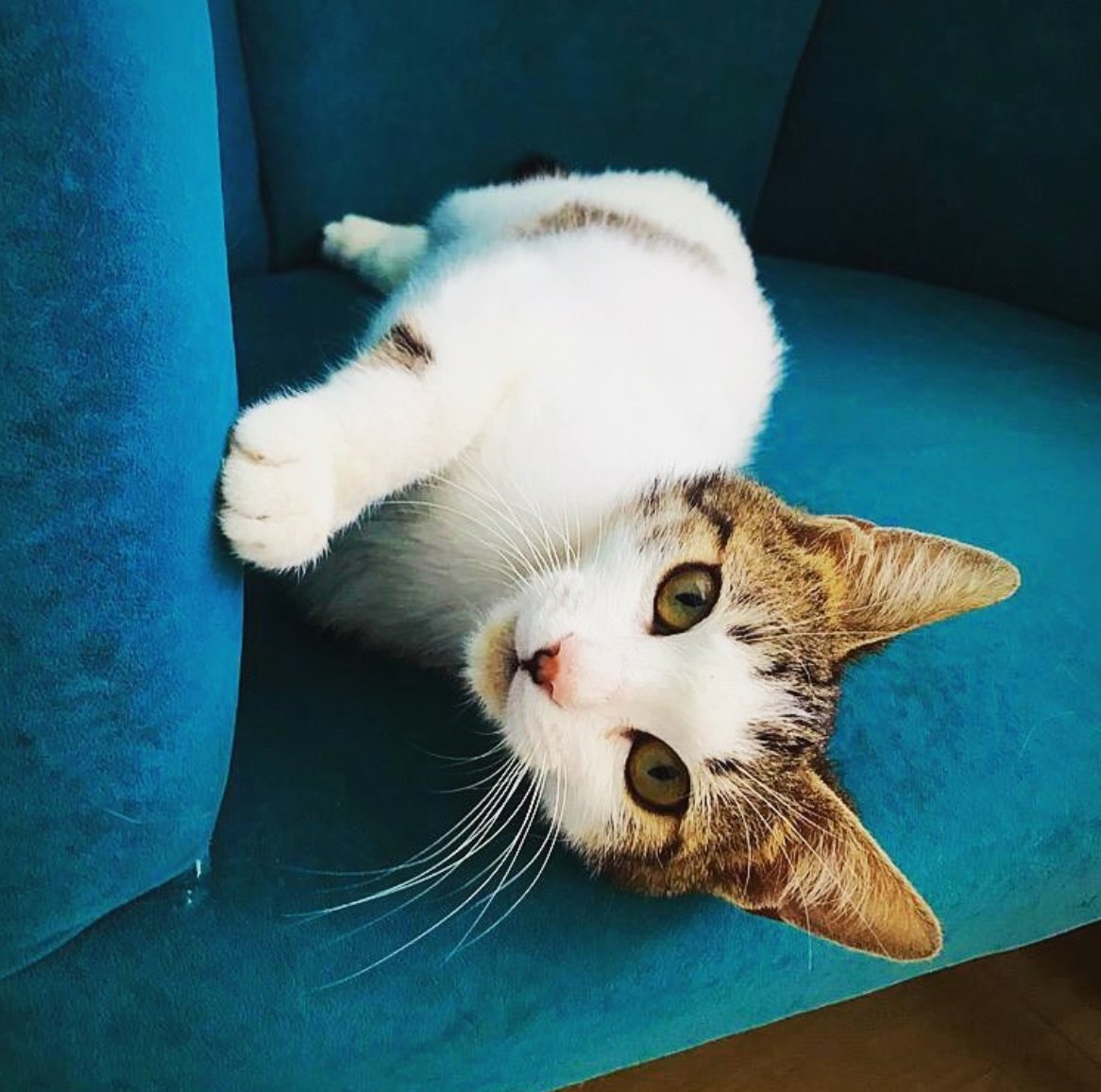 Yurtdışından 1 aydır gece gündüz bağış toplamaya çalıştık. Bu bağışlar Yoldaş'ın ilaçlarının çoğunu karşılayacaktı. 800 Dolarımıza el koydular, başladığımız yere geri döndük ve bir hayli borcumuz var. 😔 Lütfen bize destek olun, bu güzel çocuğu hep birlikte yaşatalım! 🙏🏼