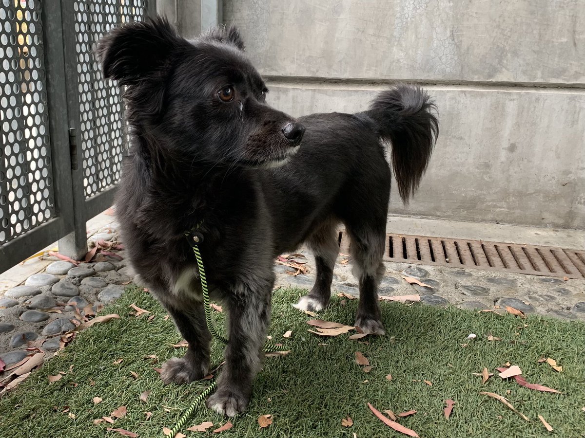 Rescuealldogs's tweet photo. Mr. Bohdi #A1662715 is at @LACityPets North Central Animal Shelter and is RESCUE ONLY with a bite history. https://t.co/PjsgxKZ6V8