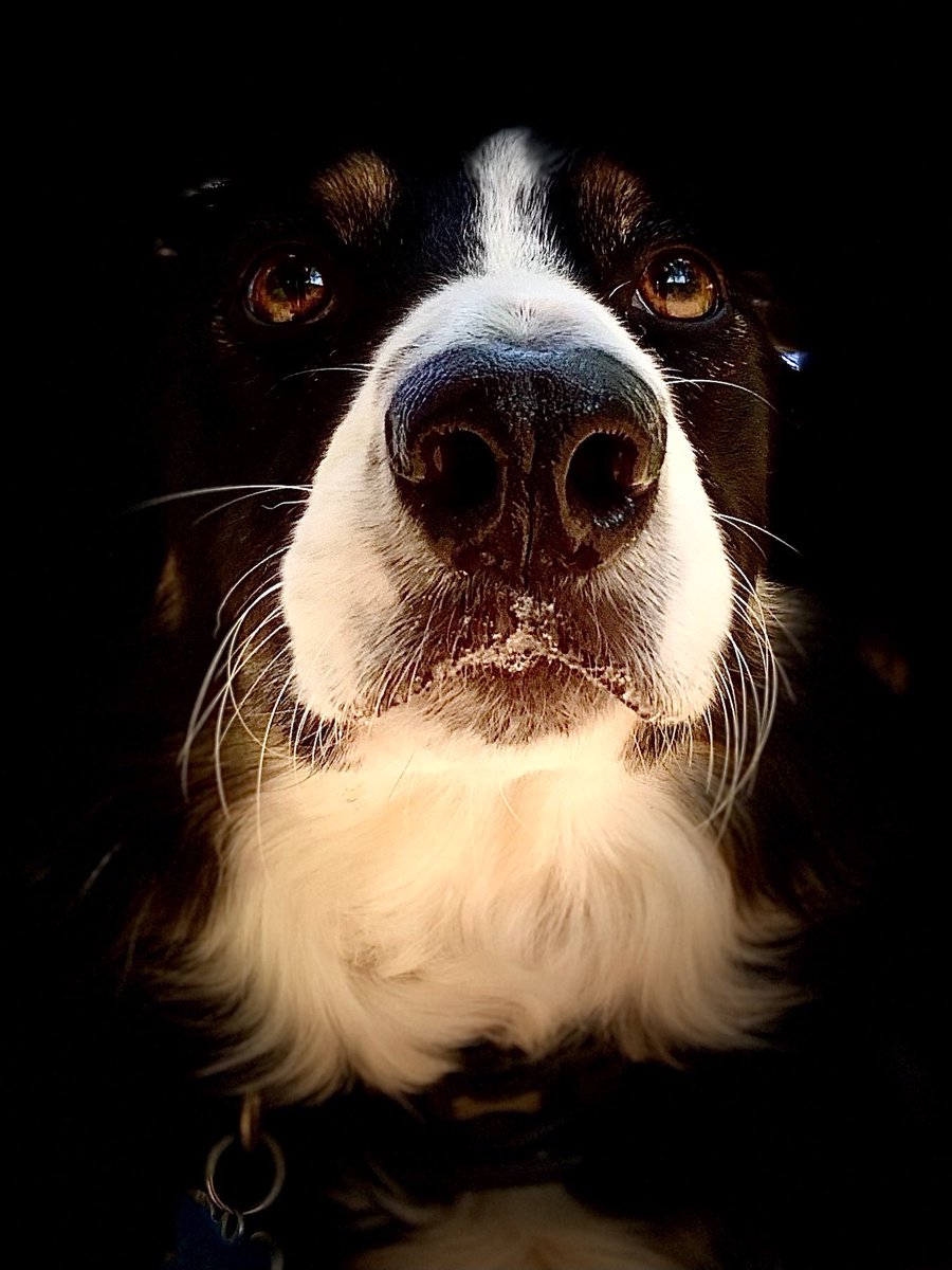 Christinethom22's tweet photo. My gorgeous pup. Those eyes say it all #unconditionallove, #WoodlandWanders #posingpup, #pupontheprowl, #MuddyPaws @BCTGB https://t.co/cVVRm7naQM