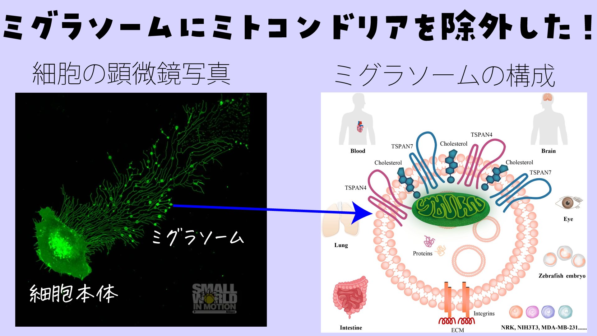 高遠 頼 生命科学vtuber たかとー らい 10 3 月 からノーベル賞ウィーク No Twitter 今回の論文では細胞移動に伴うストレス によるダメージを受けたミトコンドリアが品質管理のために ミグラソームを介して細胞外へ放出されるマイトサイトーシスを明らかにした 特に