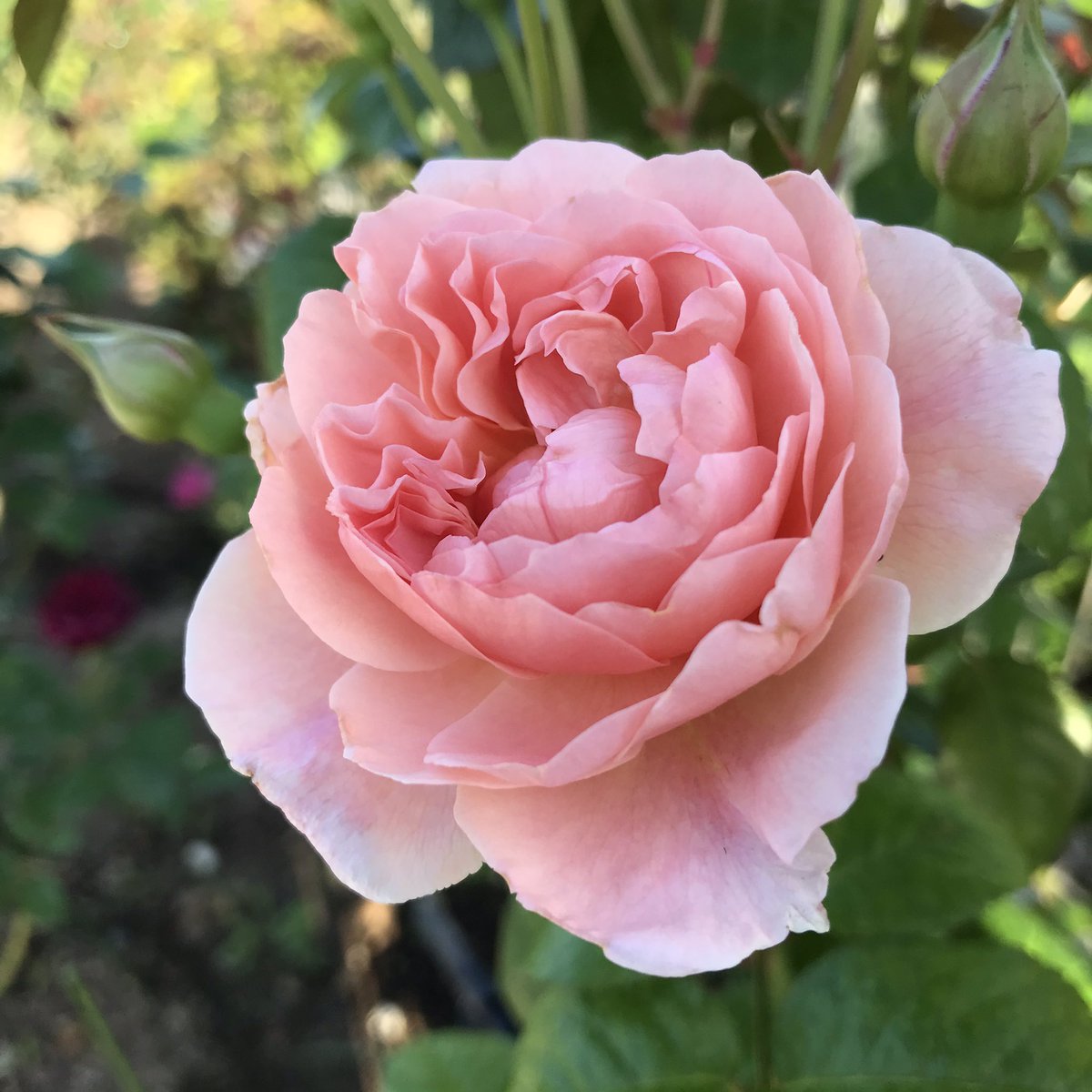 ゴロニャン おはようございます 今朝の庭から ミルラな者たち ストロベリー ヒル タモラ アンブリッジ ローズ ワイフ オブ バス 梅雨とは思えない晴れが続いてます バラ イングリッシュローズ ストロベリーヒル タモラ アンブリッジ