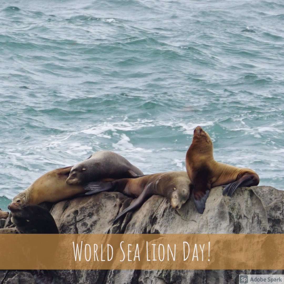 Happy World Sea Lion Day! At Fort Ross we celebrate our beautiful sea Lion friends every month by surveying the year round populations of both California and Steller sea lions that haul out just off our coast. 
#WorldSeaLionDay #pinniped #marinemammals #citizenscience #fortross