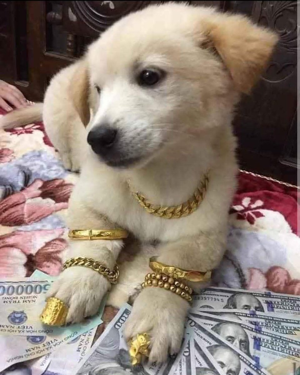 ThinkingTorpedo's tweet photo. Puppy Lahiri. https://t.co/j0LAp7Elju