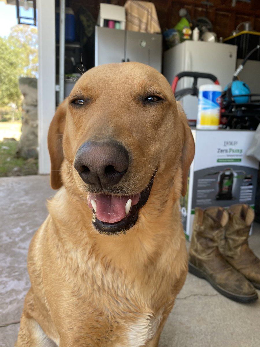 K4rae's tweet photo. Photo Dump of my bestest friend &amp; goodest boy 🐶❤️ https://t.co/bqfcFwxvQ5
