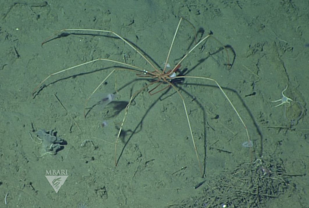 beroe's tweet image. We&apos;re on a multi-day deep-sea research trip for the first time in about 16 months! Feels weird but good. We are mainly studying ctenophores, but saw a sea spider at 3100 meters, with these beautiful hydroids on its legs, which were also fluorescent. #DEEPC (@MBARI_News @NSF)