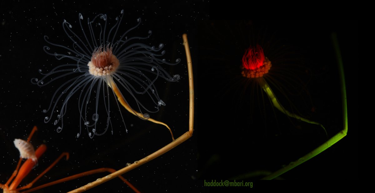 beroe's tweet image. We&apos;re on a multi-day deep-sea research trip for the first time in about 16 months! Feels weird but good. We are mainly studying ctenophores, but saw a sea spider at 3100 meters, with these beautiful hydroids on its legs, which were also fluorescent. #DEEPC (@MBARI_News @NSF)