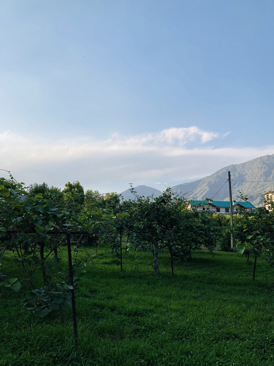 Yet another lovely morning. Kiwi 🥝 orchard can be seen &amp; the conical hill on the horizon is Bijli Mahadev #HimachalPradesh #Pahadi #Kullu