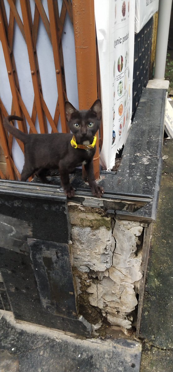 firozeshakir's tweet photo. Life before the #pandemic I miss this cat at #warodaroad https://t.co/vh1M5CIYtx