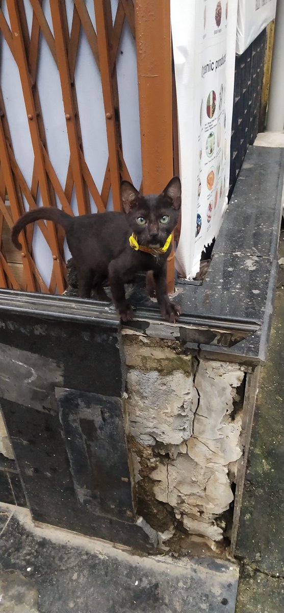 firozeshakir's tweet photo. Life before the #pandemic I miss this cat at #warodaroad https://t.co/vh1M5CIYtx