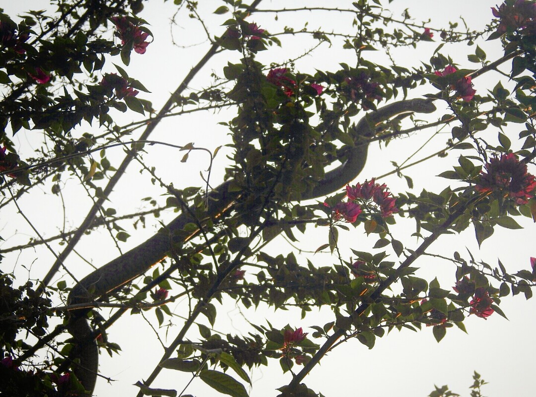 snshindol's tweet photo. 2/2
#OrientalRatSnake #IndianRatSnake #Darash
Nearly stepped on this chappie returning from my usual walk before he took refuge on the bouganvilllia !!
@vbanno @jyotsnadevi33 @sharma_jyo @rameshmenon128 @shaillion @nsbchd @Ramkalyansar @priyaranjannath @goldsant @ShahdeoPraduman https://t.co/sOQCzVGxBK