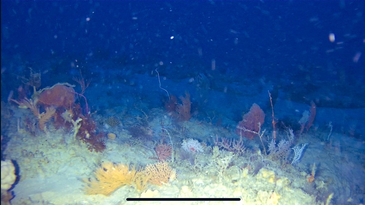 airocean_jp's tweet photo. OSDオン（水深表示）で撮影した画像になります！！
しっかり水深100mでも映像確認できてますね🙆‍♂️

画像の右上の表示が水深になります！！

#水中ドローン　#水深100m #chasing #chashingm2 #chasingm2pro #ドローン　#underwaterdrone #海 https://t.co/Dz4X25PpyX