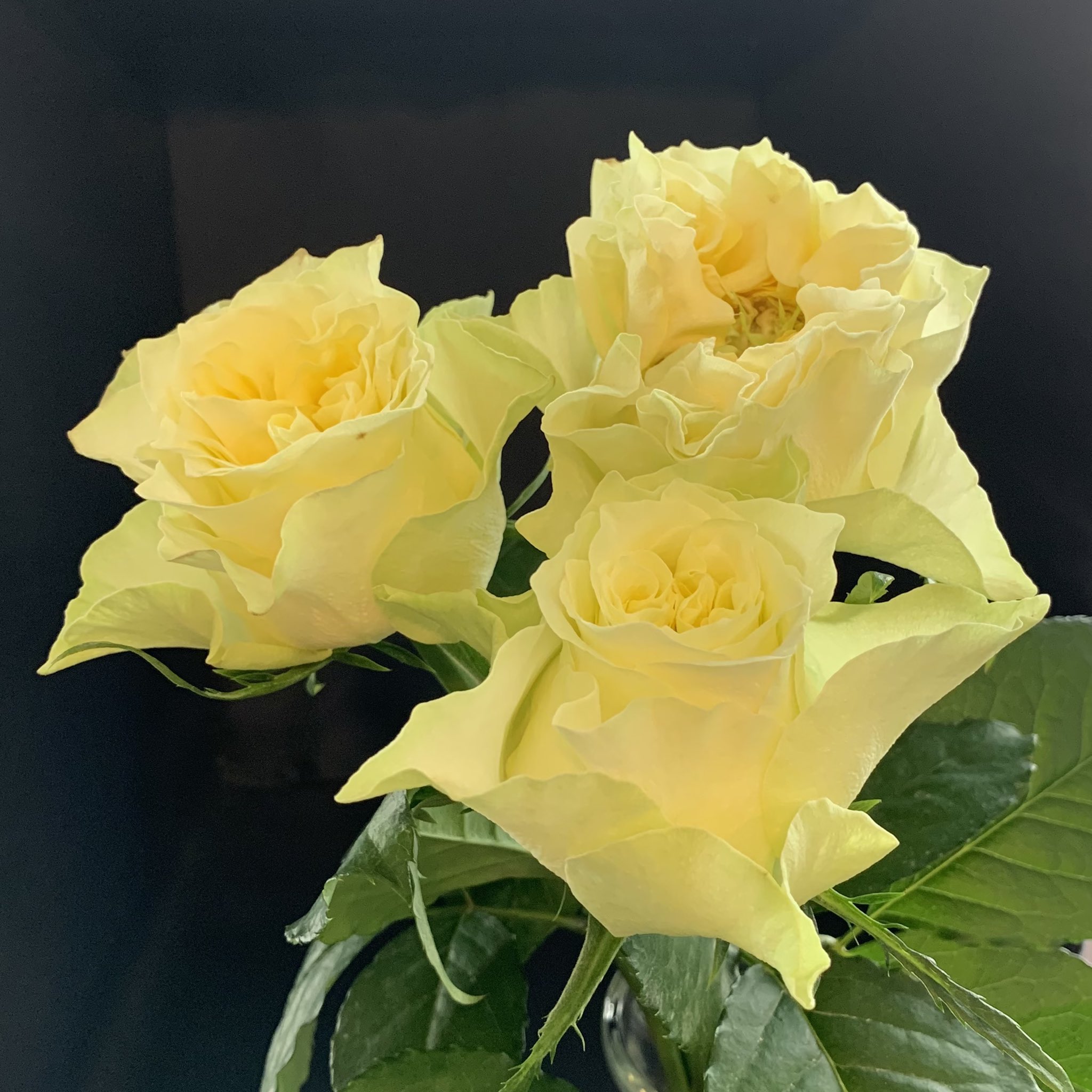 坂本 歩 おはようございます バラ レモンフォセット Rose Lemon Fossette 大きく波打つ花びら フォセットはフランス語で えくぼ 英語だとdimple フォセットfossette オレンジ の枝変わり 作出 京成バラ園 緑の花芯は グリーンアイ と