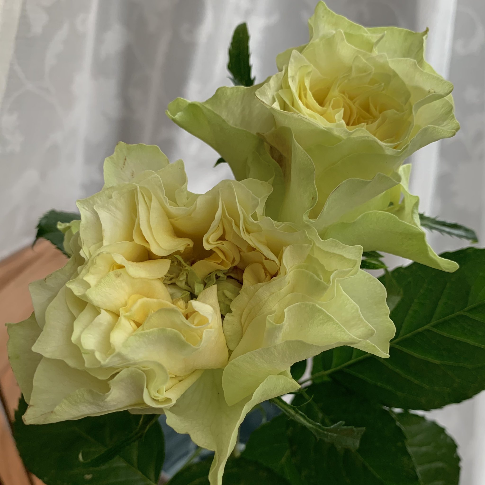 坂本 歩 おはようございます バラ レモンフォセット Rose Lemon Fossette 大きく波打つ花びら フォセットはフランス語で えくぼ 英語だとdimple フォセットfossette オレンジ の枝変わり 作出 京成バラ園 緑の花芯は グリーンアイ と