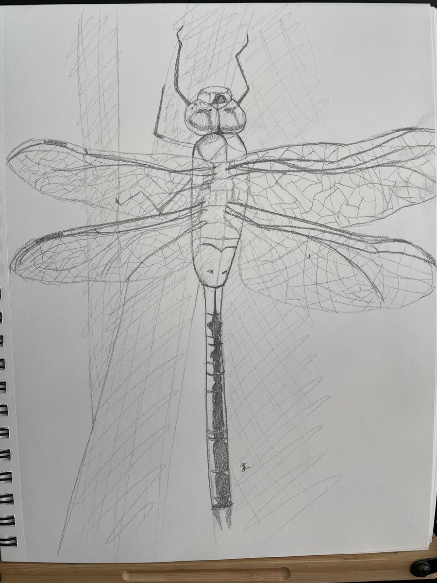 Decided to sketch my first dragonfly #art #arte #sketch #drawing #drawingoftheday #drawingart #sketchart #insectart #dragonfly #dragonflyart