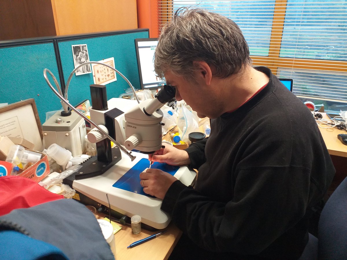 An awesome morning with Phil looking at some beautiful Opiliones #cavecritters #Opiliones #cavebeetles #NZSS