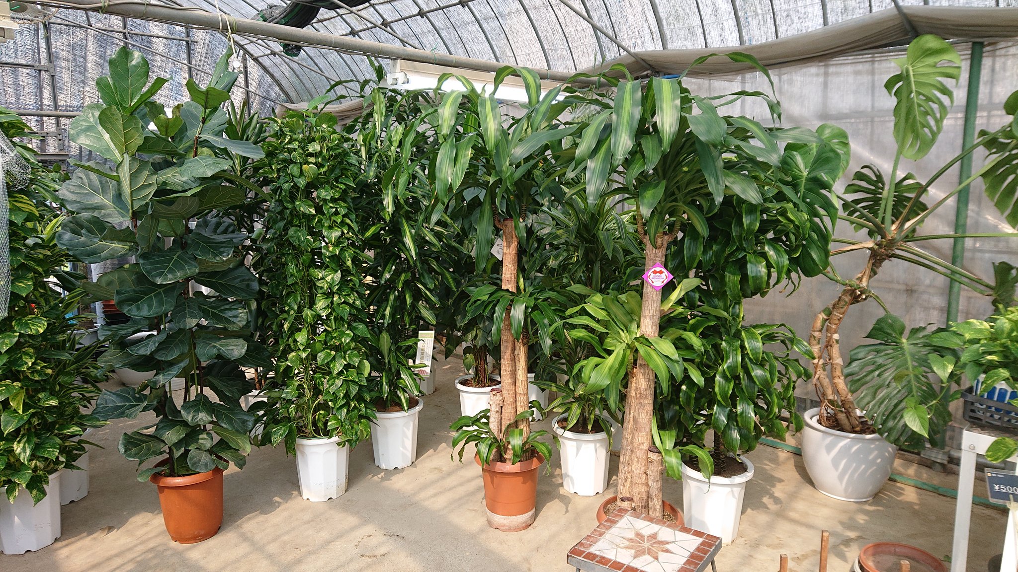 Twitter 上的 観葉植物のグリーンフォエバー 5月31日 月 中古植物の在庫状況です 10号鉢 アオワーネッキー グローカル オキシカルジウム ポトス カシワバゴム アレカヤシ モンステラ 幸福の木 ドラセナ ジェレ ドラド レモンライムなど 営業時間 平日