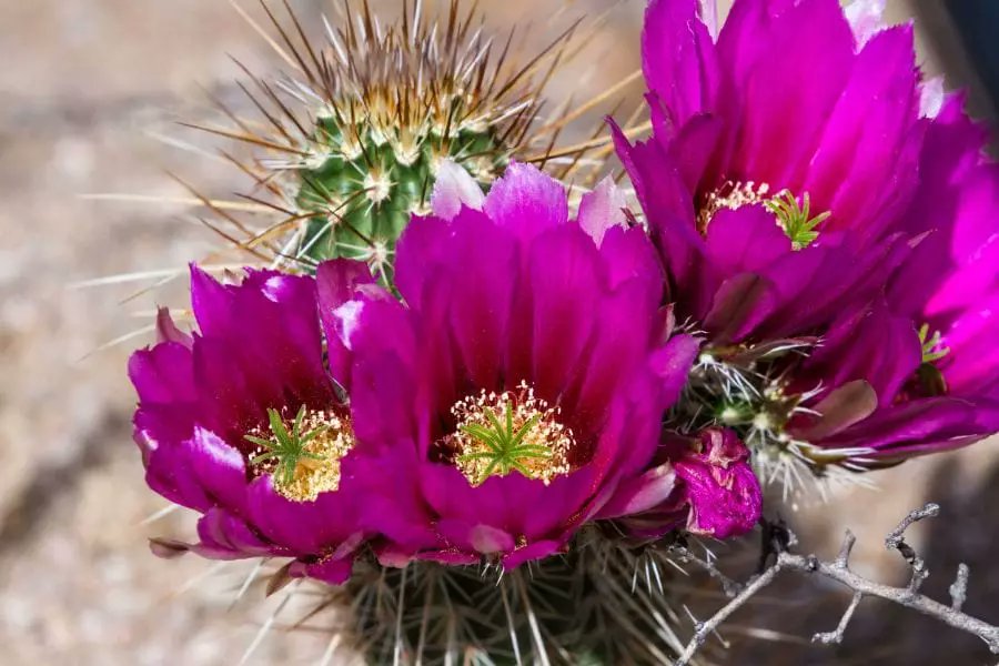 DimpleVerse tweet media