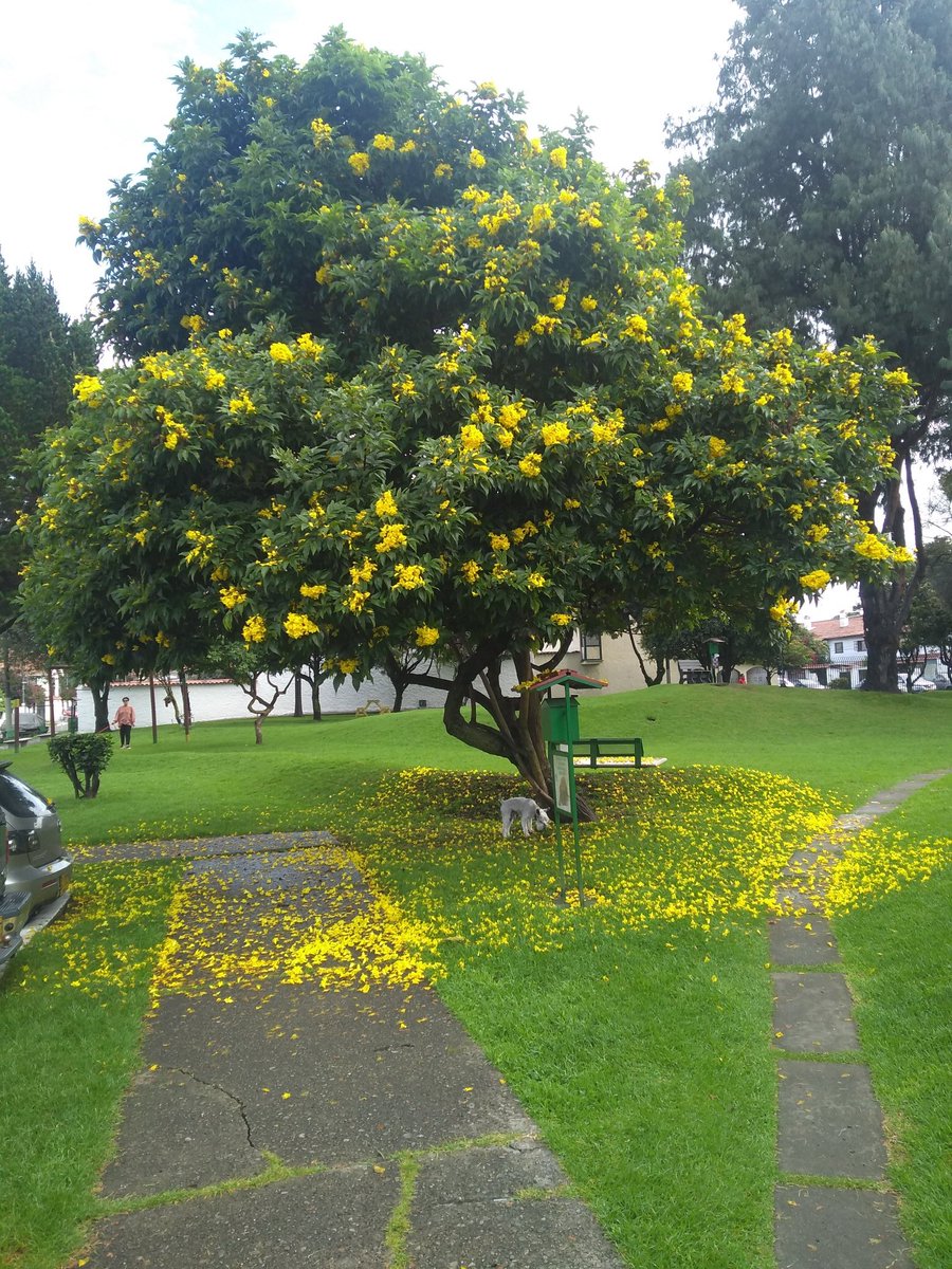 milakass's tweet photo. El piso amarillo 💛💛💛💛🌳 https://t.co/VFxhxnUD5T