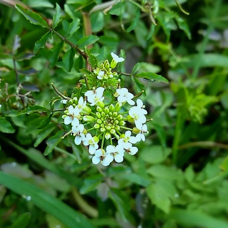 クレソンの花 Twitter Search Twitter クレソンの花 Twitter Search Twitter