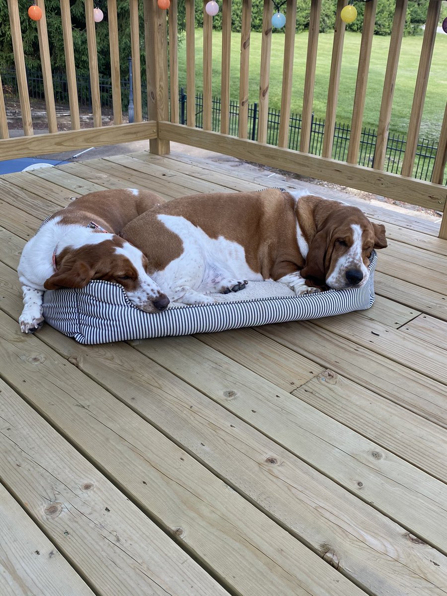 If we could all just relax and chill like Winston & Penny ❤️ #weekendvibes #bassetlife