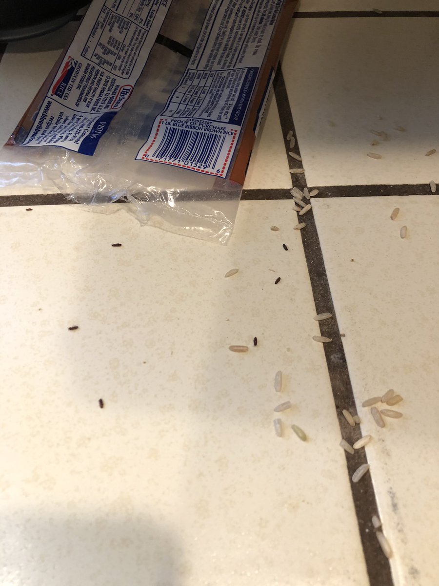 shawneesaur's tweet photo. @BlueRibbonRice hi, can you explain how I found SIX live bugs in my bag of rice? This is disgusting, I’ve never had this problem before. https://t.co/y4H3pyn9rK