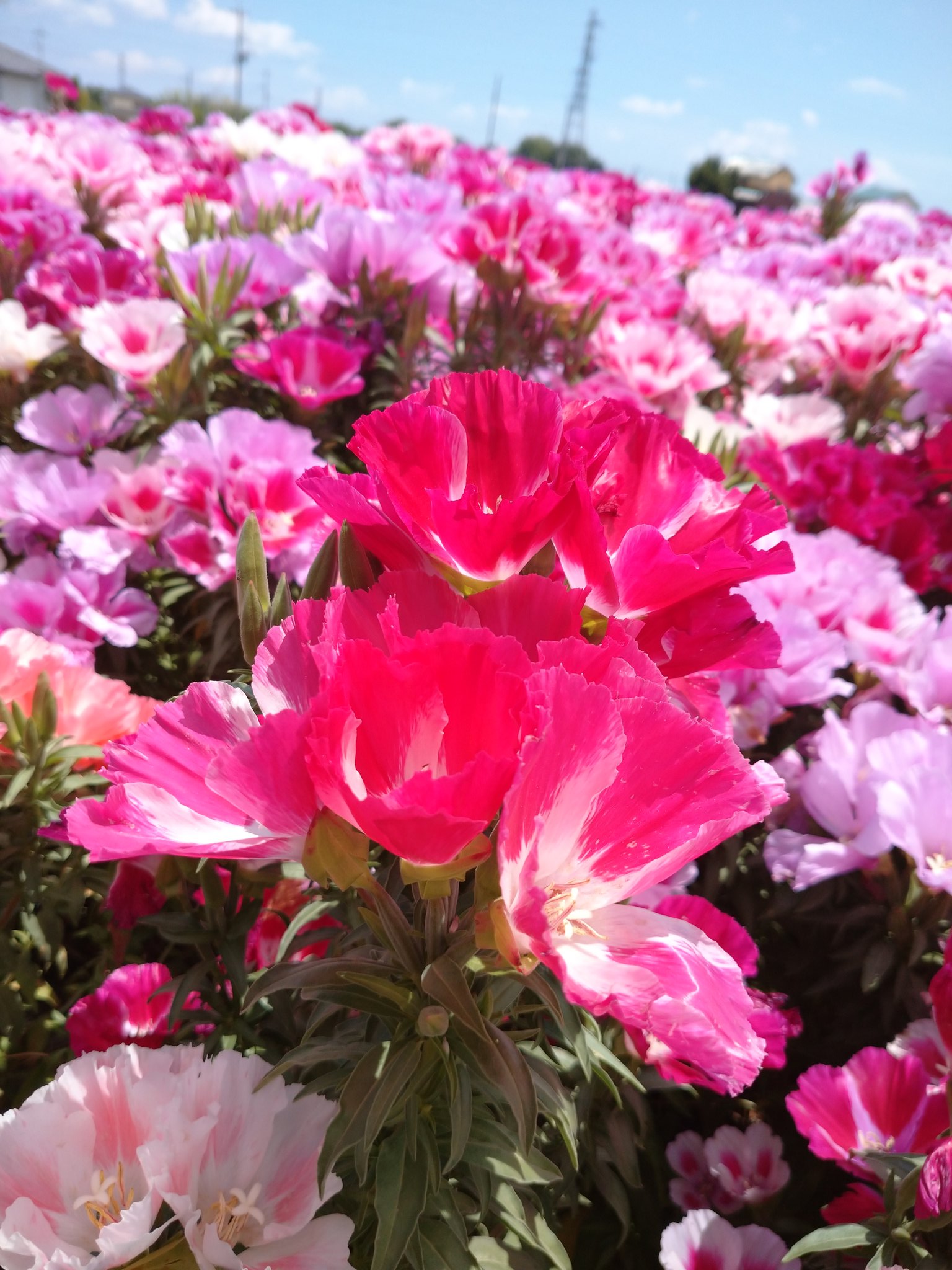 ぐんま山フェスタ 公式 Tlを花でいっぱいにしよう ゴデチア お花畑 5月も終わりですね 今週もがんばりましょう ぐんま山フェスタ Web版 T Co Zoaqsebj28 群馬県 T Co Yml6ezmu5p Twitter ぐんま山フェスタ 公式 Tlを花でいっぱいにしよう ゴデチア お花畑 5月も終わりですね 今週もがんばりましょう ぐんま山フェスタ Web版 T Co Zoaqsebj28 群馬県 T Co Yml6ezmu5p Twitter
