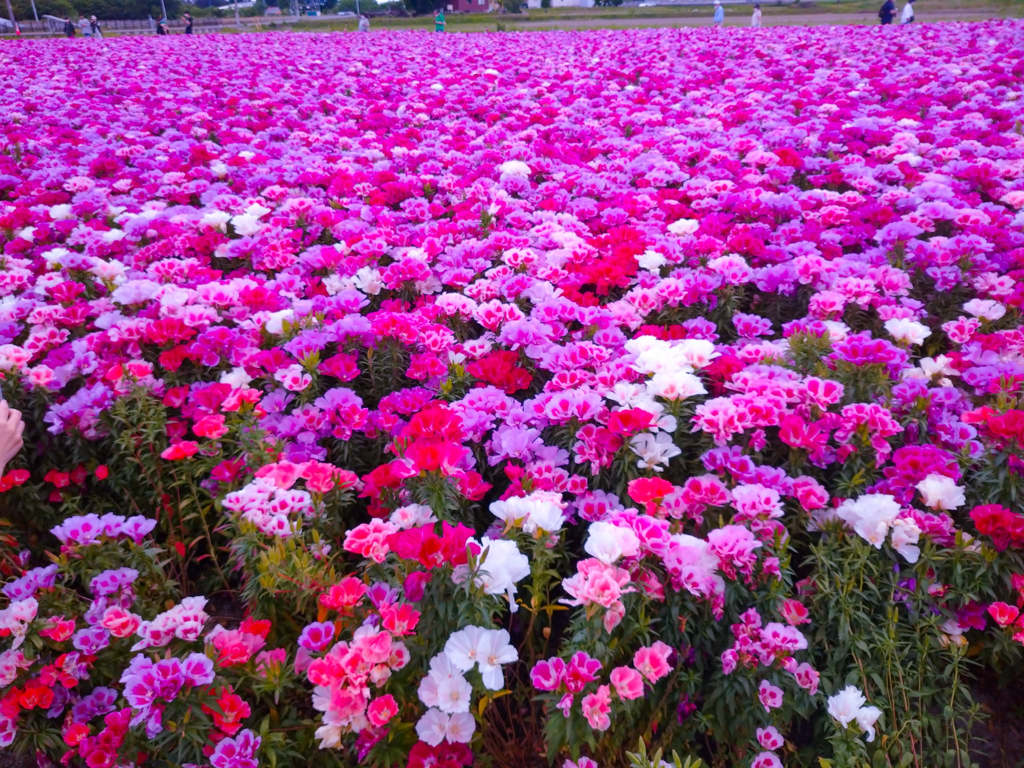 ぐんま山フェスタ 公式 Tlを花でいっぱいにしよう ゴデチア お花畑 ５月も終わりですね 今週もがんばりましょう ぐんま山フェスタ Web版 T Co Zoaqsebj28 群馬県 T Co Yml6ezmu5p Twitter