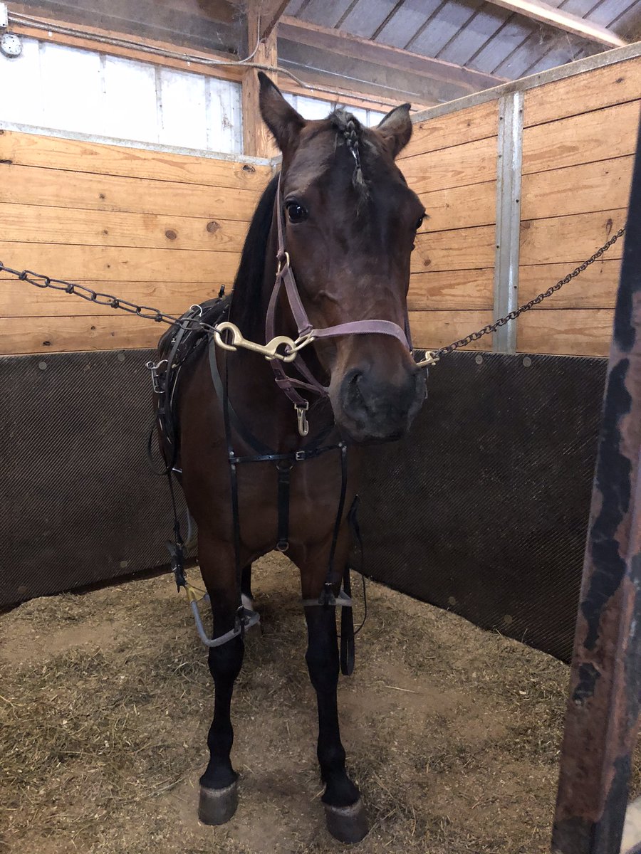 An enjoyable day of harness racing today at Urbana, OH, at their annual “Matinee” for 2 yr. olds making their first career starts.  THANKS  to LeVAN STABLES, our youngsters acquitted themselves well, with 2 wins ( Perry Del L.  and Fear The L.) and a 2nd ( Paradise Rock L ).