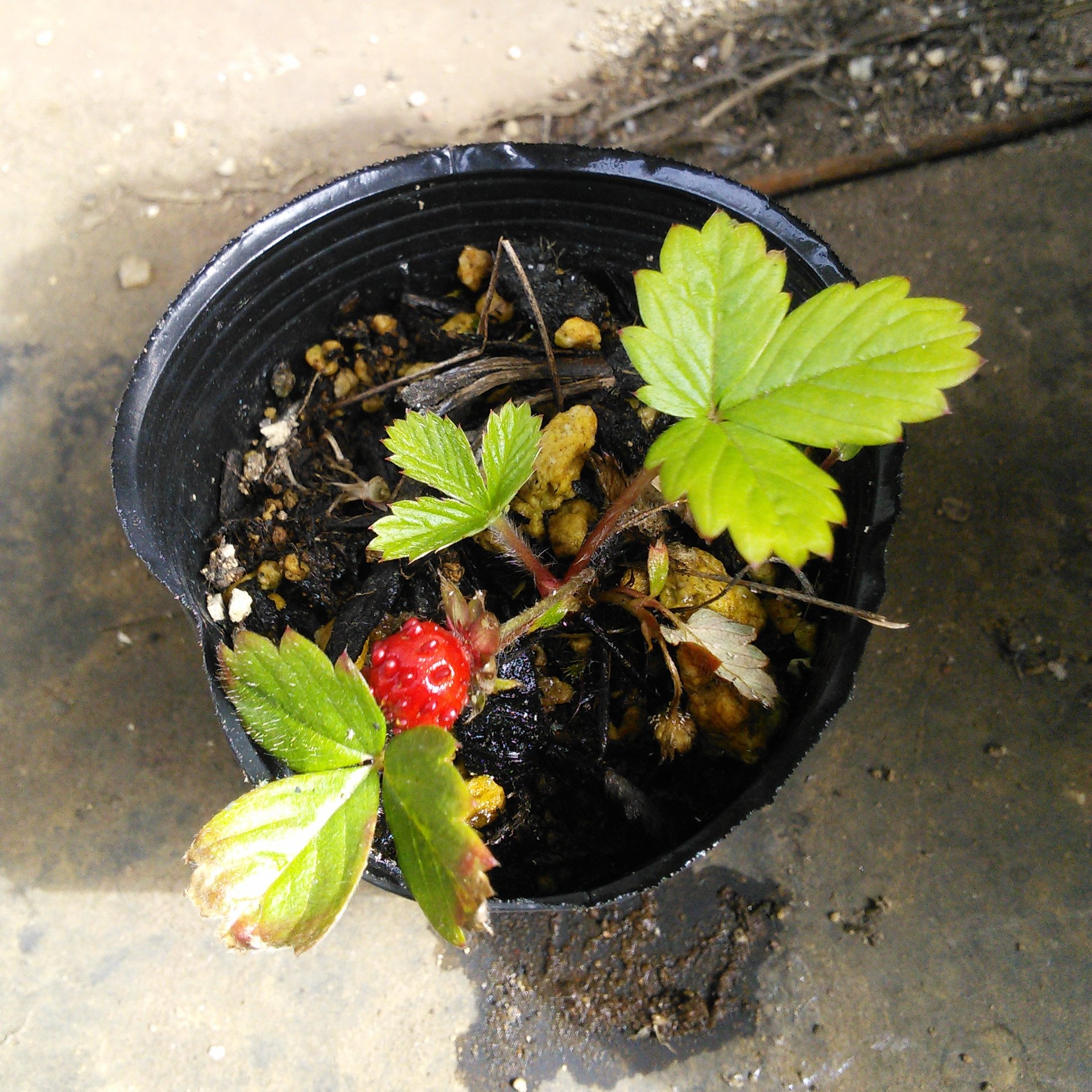 It A Fff ウチワサボテン 黄色いお花 大丸盆と違い雌しべが緑 雄しべをコチョコチョすると ぱぁっと花粉が噴き出てわらわら動き出す とてもアクティブ 笑 屋上に自生する ワイルドストロベリー の子ども こんなに小さいのに実を付けてる